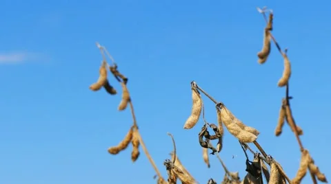 Branches of soybean under the blue sky Stock Footage 58396578