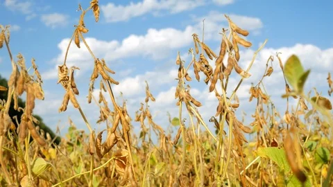 Branches of soybean under the blue sky Stock Footage 80225171