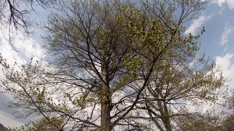 Branches of Spanning With Leaves Tree Swaying in the Wind Stock Footage 63963471