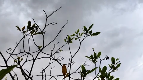 Branches with sparse leaves are silhouetted against a gray, overcast sky Stock Footage 304063094