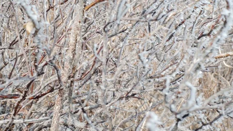 Branches of spiny trees completely in ice. Stock Footage 126145167