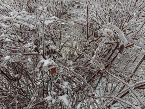 Branches of spiraea covered with ice glaze after freezing rain Stock Photos