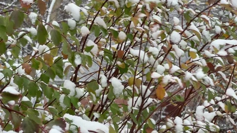 Branches of spiraea covered with snow in windy overcast morning Stock Footage 257552277
