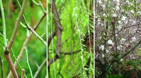 Branches Split Stock Footage 624082