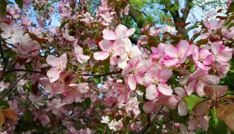 Branches of spring apple tree with beautiful pink flowers Stock Photos