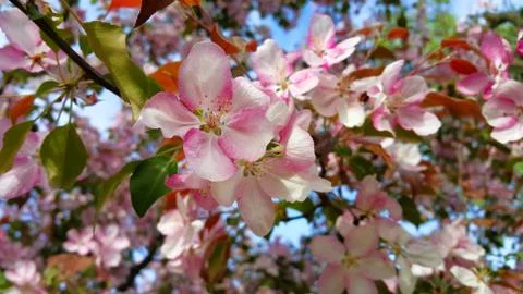Branches of spring apple tree with beautiful pink flowers Foto stock