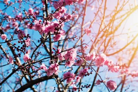Branches of spring blooming tree with pink flowers Stock Photos