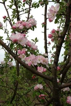 Branches of a spring blossoming apple tree against the sky Stock Photos