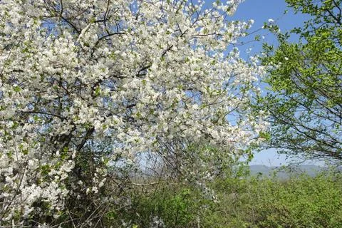 Branches of a spring blossoming apple tree against the sky Foto stock