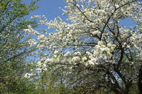 Branches of a spring blossoming apple tree against the sky Foto stock