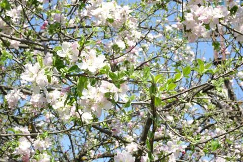 Branches of a spring blossoming apple tree against the sky Stock Photos