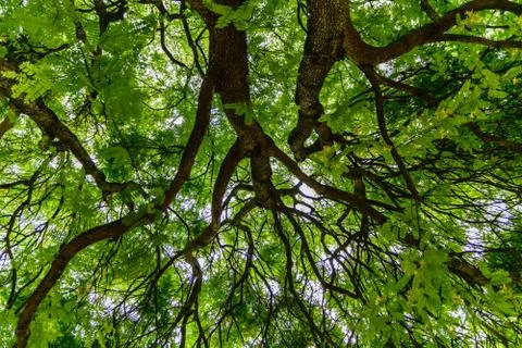 The branches Spring branch of a tamarind tree Stock Photos