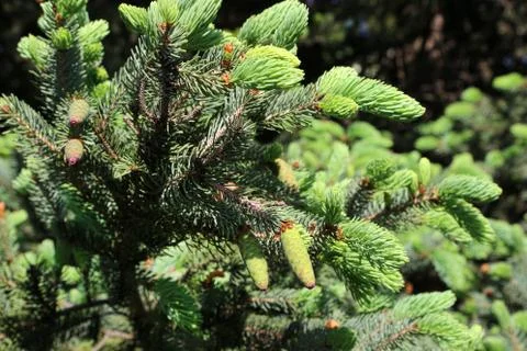 Branches of spring coniferous tree with fresh young cones Stock Photos