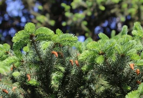 Branches of spring coniferous tree with fresh sprouts Foto stock