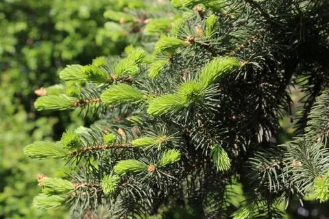 Branches of spring coniferous tree with fresh sprouts Stock Photos