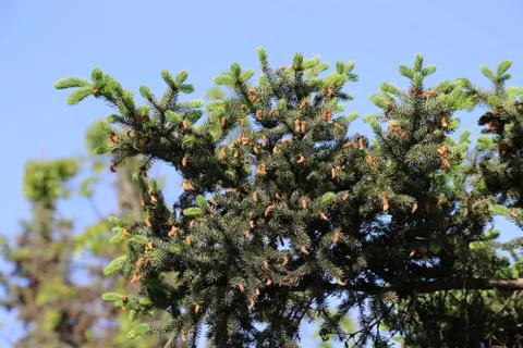Branches of spring coniferous tree with fresh sprouts Stock Photos