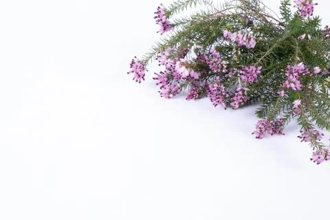 Branches of spring flowers on a table Stock Photos