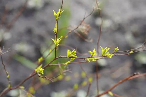 Branches in spring Foto stock