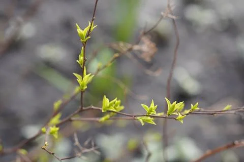 Branches in spring Foto stock