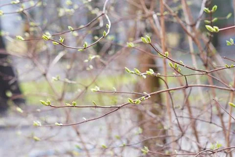 Branches in spring Foto stock