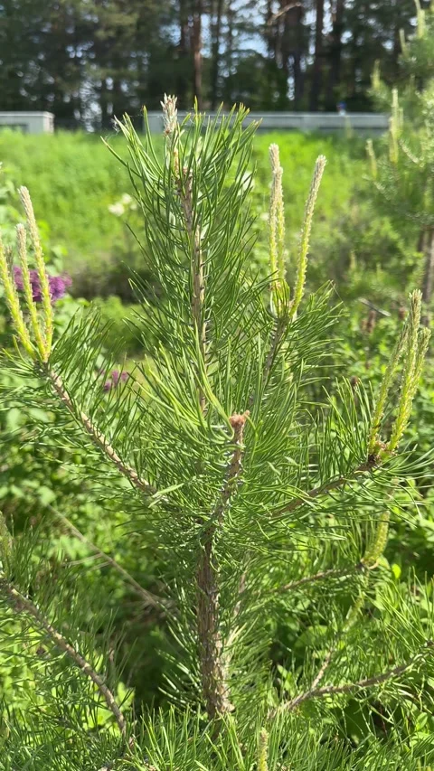 Branches of a spring pine tree with fresh green needles illuminated by sunlig Stock Footage 310612879