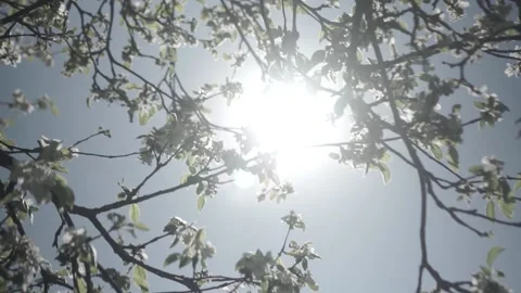 Branches in spring, sunny Stock Footage 143710443