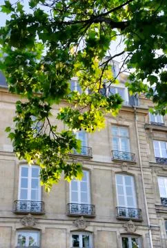 Branches of spring tree against facade of a typical old building  in Paris 写真素材
