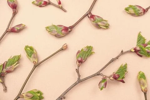 Branches with spring tree buds and young leaves on beige background. Spring w Foto stock