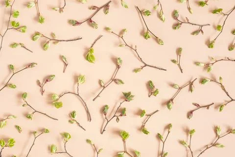 Branches with spring tree buds and young leaves on beige background. Spring w Stock Photos