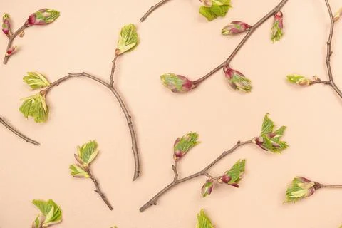 Branches with spring tree buds and young leaves on beige background. Spring w Stock Photos
