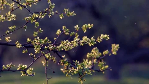 The Branches of the Spring Tree Stock Footage 75495438