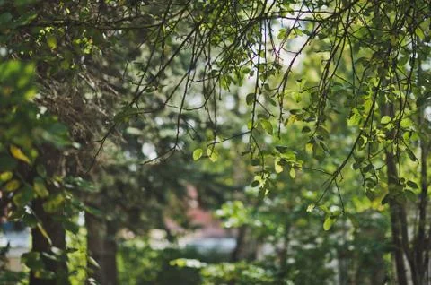 Branches of the spring trees 755. Stock Photos