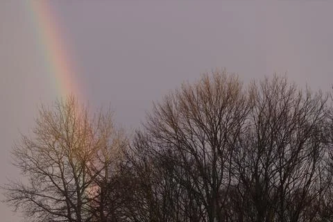Branches of spring trees on a background of a full rainbow.A place for your t Stock Photos