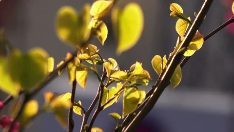 Branches of spring trees, close-up Stock Footage 88166530