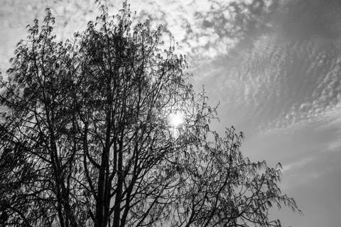 The branches of the spring trees through the rays of the bright sun Stock Photos