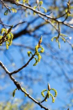 Branches of spring wood Stock Photos