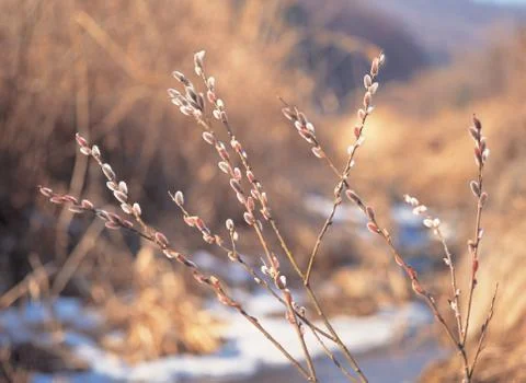 Branches with Sprout Stock Photos