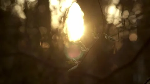 Branches with sprouts against a sunset - 4 clip video bundle 스톡 동영상 248697132