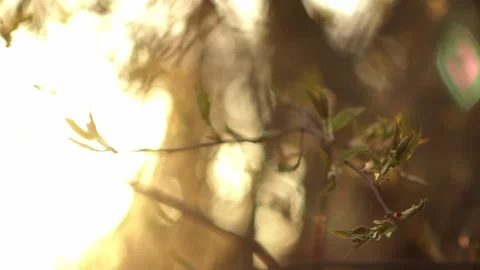Branches with sprouts against a sunset - 5 clip video bundle 스톡 동영상 248697648