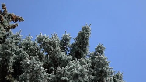 Branches of spruce against the sky Video stock 118365749