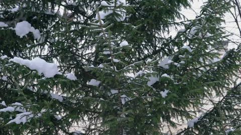 Branches of spruce and snowfall Vidéo 122515588