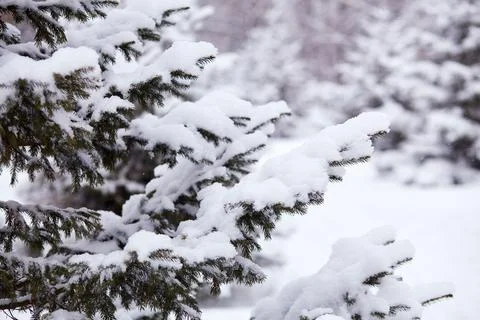The branches of the spruce are covered with fresh fluffy snow, creating a p.. Stock Photos