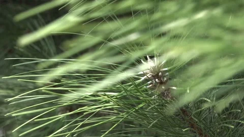 The branches of the spruce are large in the plano swaying in the wind Stock Footage 100288934