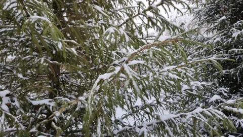 Branches of the spruce are swaying in the wind Stockbeeldmateriaal 168265694