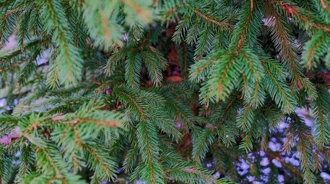 Branches of spruce on a background of snow Stock Photos