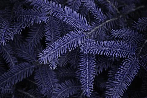 Branches of spruce close-up view in lavender purple colors Stock Photos