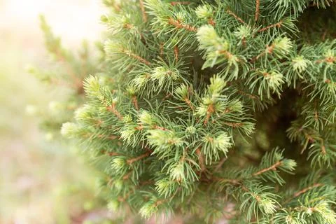 Branches of spruce Conica Stock Photos