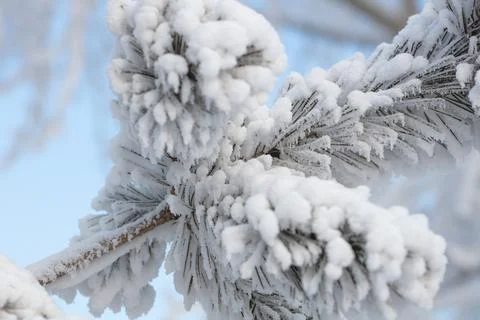 Branches spruce covered with fluffy snow. Fabulous Christmas card Stock Photos