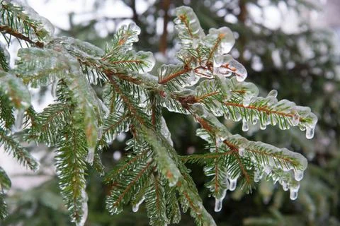 Branches of spruce covered with ice after rain Stock Photos