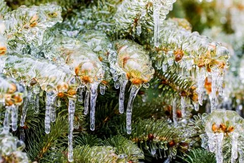 Branches of spruce covered with ice Foto stock